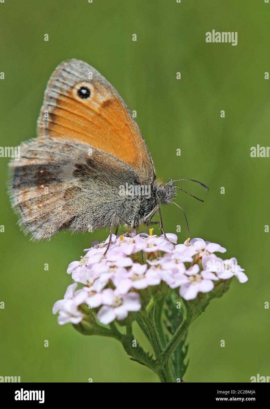 Macro petit oiseau de prairie Coenonympha pamphilus sur la flèche jaune Achillea millefolium Banque D'Images