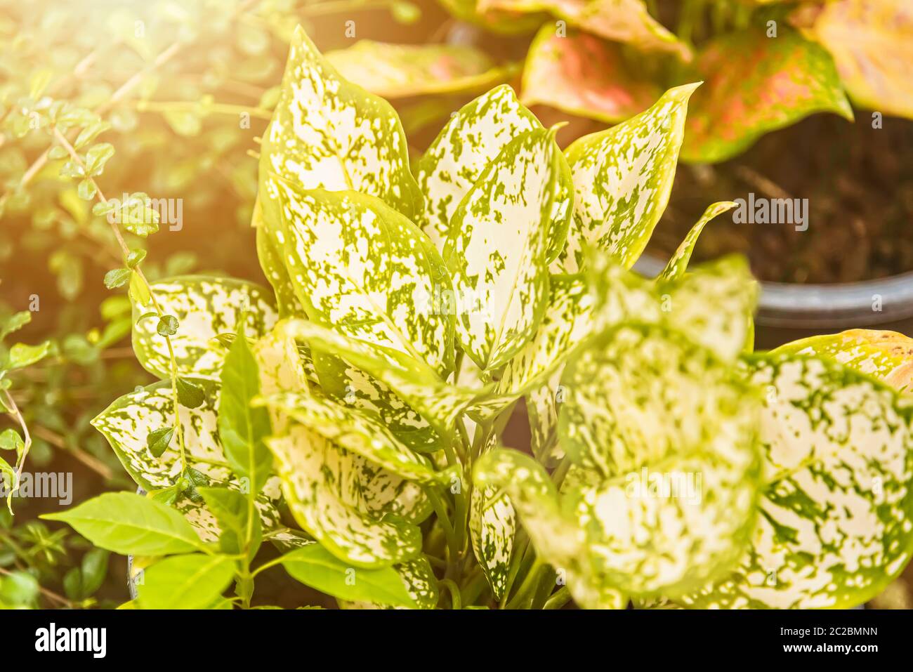 Fond vert avec le soleil du matin. Banque D'Images