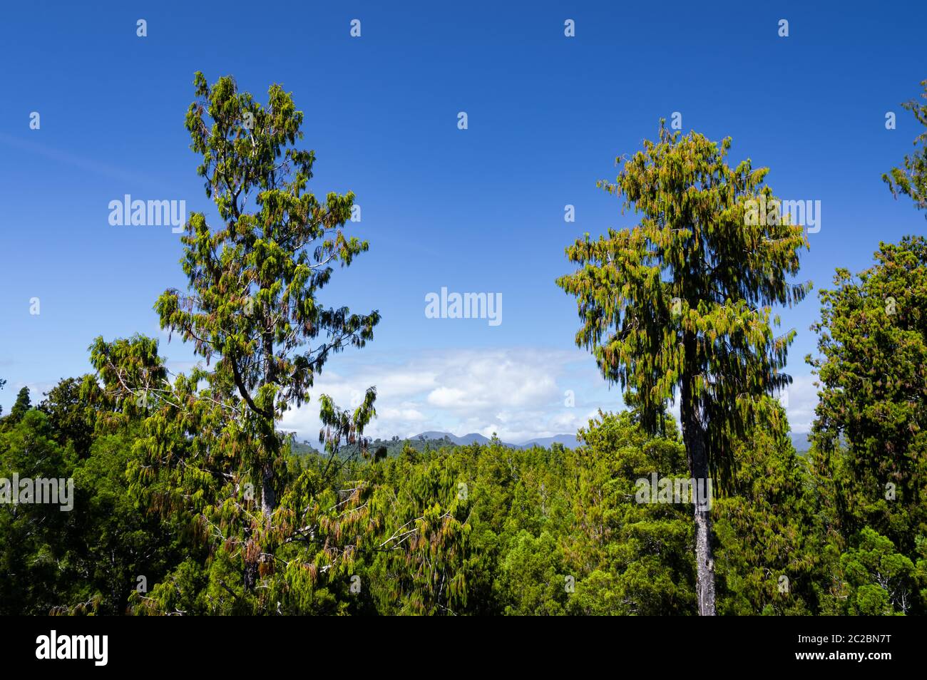 Vue depuis les cimes autour du lac Mahinapua sur la côte ouest de l'île sud de la Nouvelle-Zélande. Banque D'Images