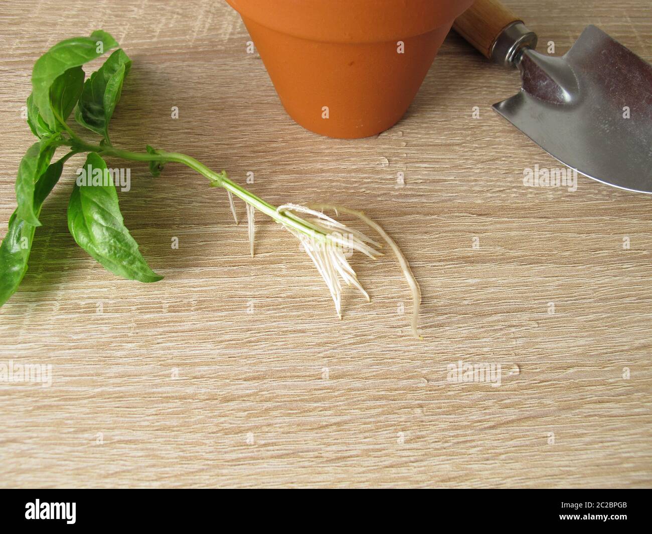 Pousse de basilic avec racines pour les herbes de régal Banque D'Images