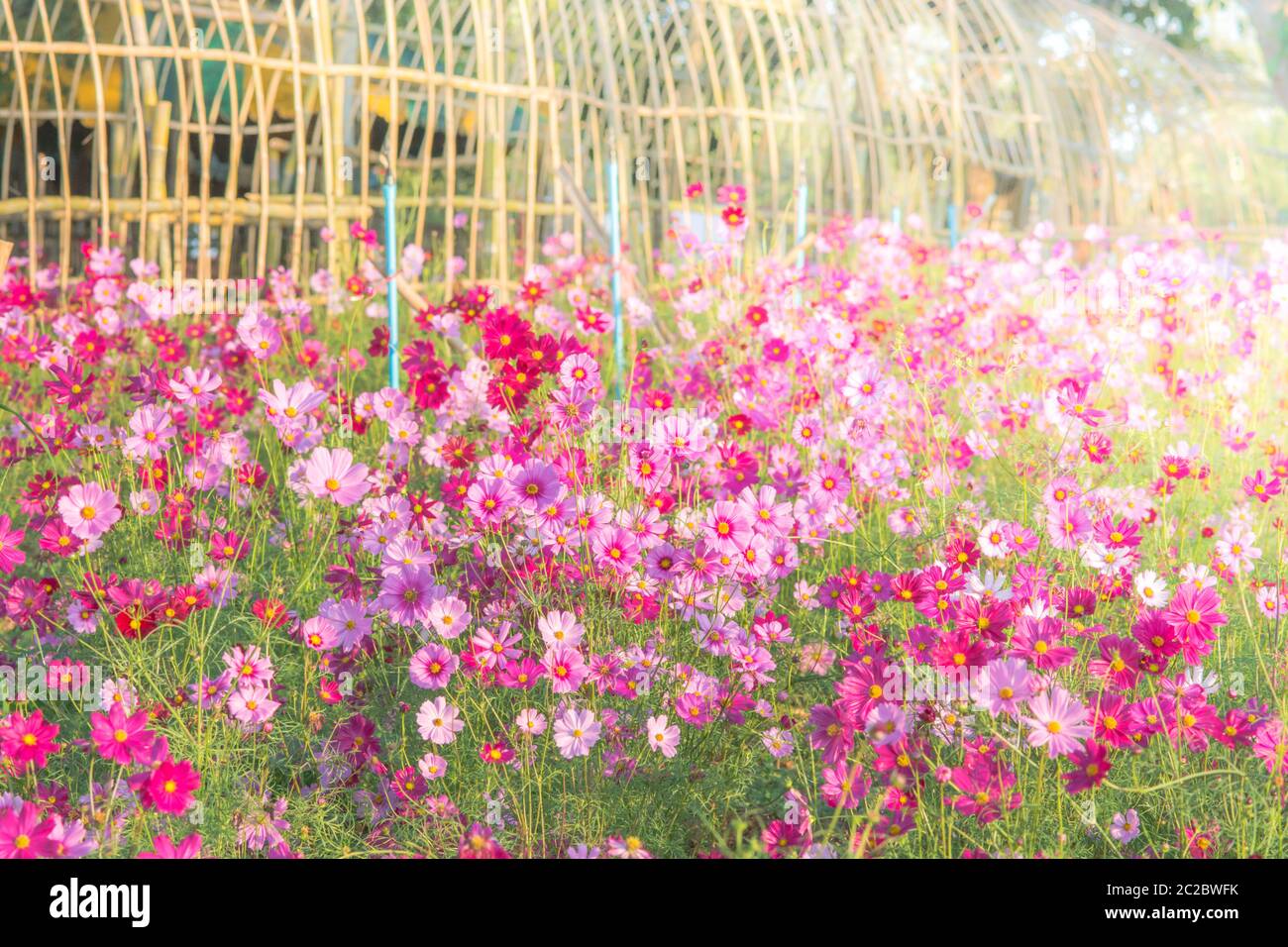 Soft, selective focus de Cosmos, l'arrière-plan flou pour fleurs, plantes colorées Banque D'Images