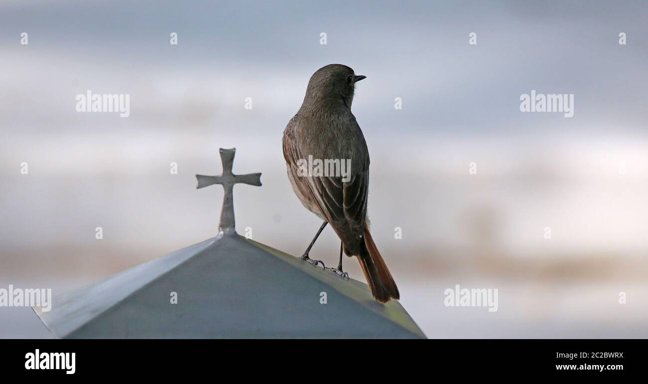 Phénicurus ochruros à queue de renne femelle sur lanterne funéraire Banque D'Images