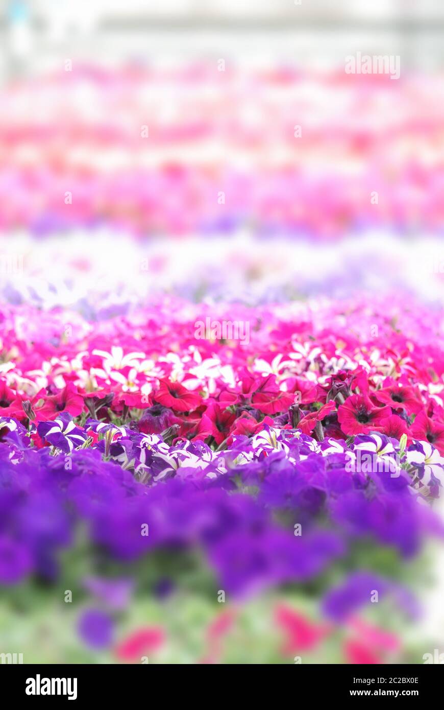 Fleurs pétunia colorées, Grandiflora est la variété la plus populaire de pétunia, avec grand single ou d Banque D'Images