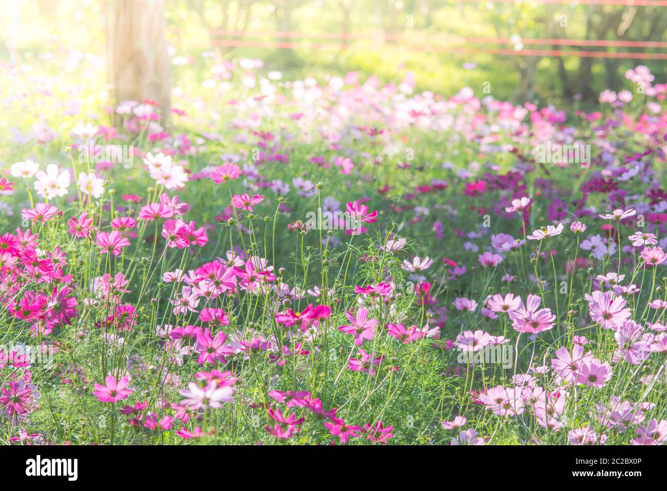 Soft, selective focus de Cosmos, l'arrière-plan flou pour fleurs, plantes colorées Banque D'Images