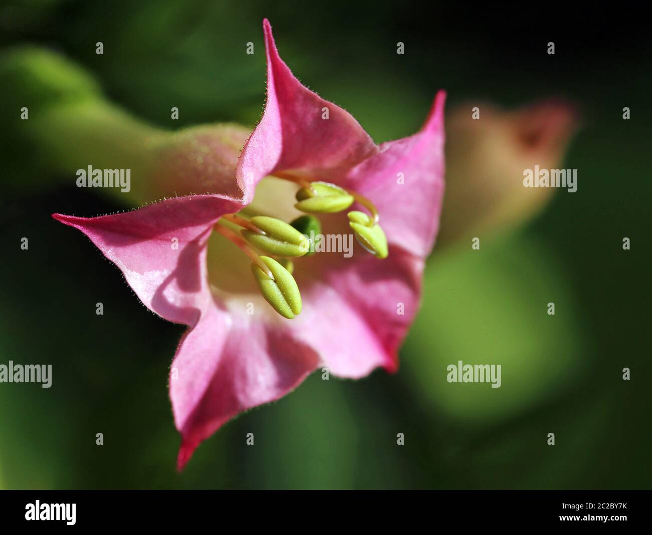 Plante de tabac à fleurs Nicotiana tabacum Banque D'Images