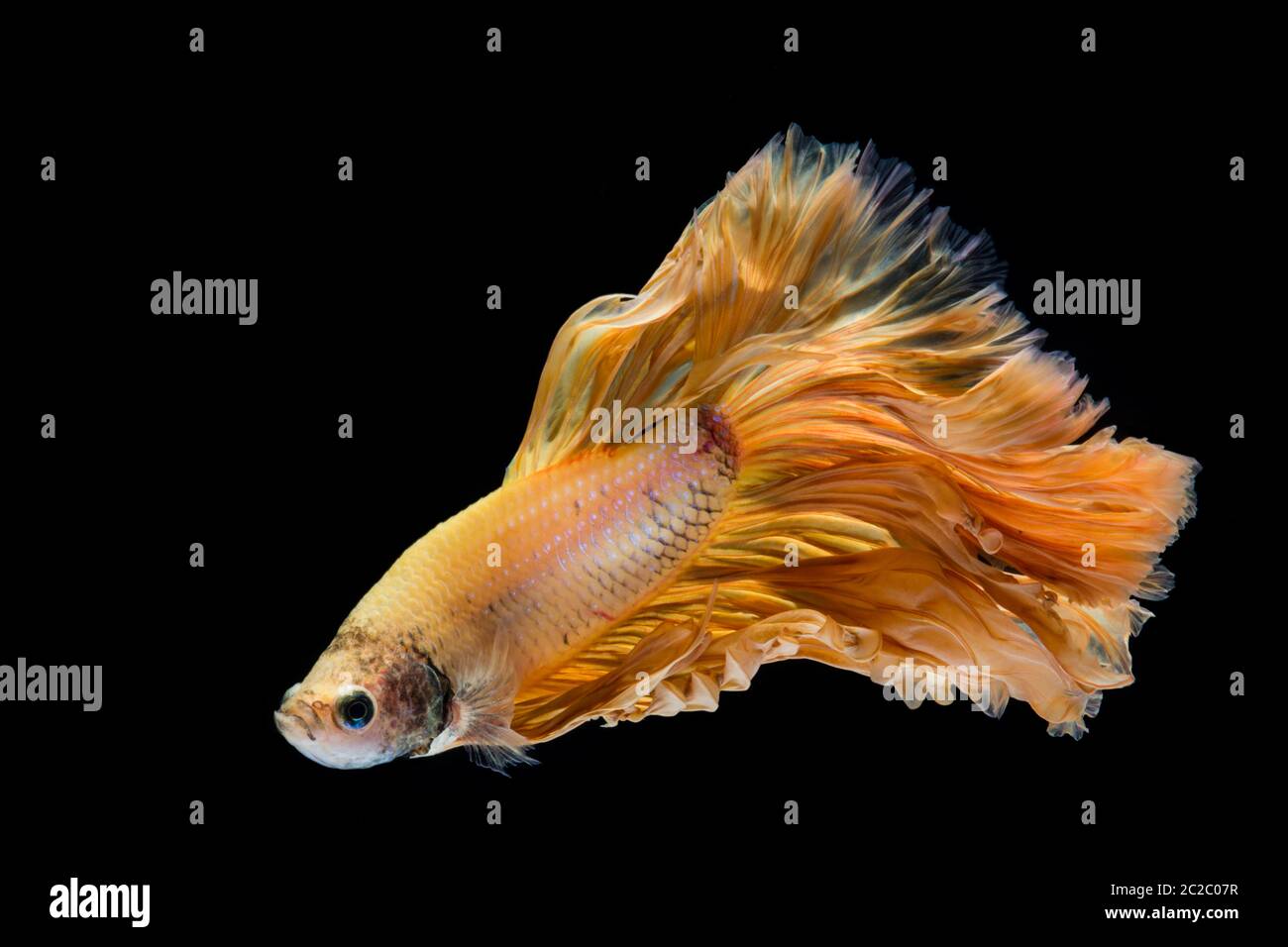 L'or jaune betta poisson, poissons de combat siamois sur fond noir Banque D'Images