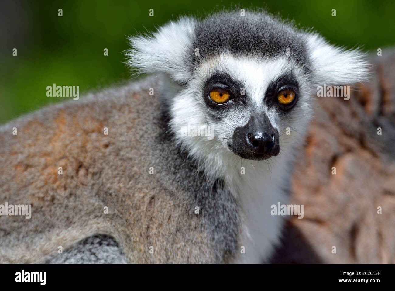 Portrait de l'avant du lémurien à queue annulaire (Lemur catta) Banque D'Images