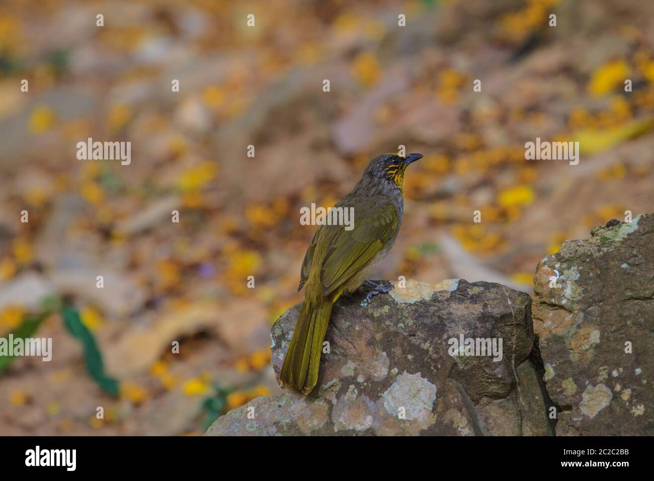 Stripe-throated Bulbul Bird, debout sur une branche dans la nature de la Thaïlande Banque D'Images