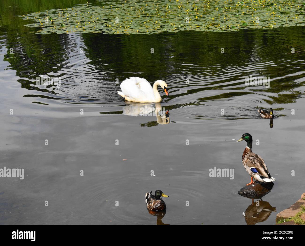Un magnifique cygne blanc qui glisse sur un loch écossais en été. Banque D'Images Un magnifique cygne blanc qui glisse sur un loch écossais en été. Banque D'Images