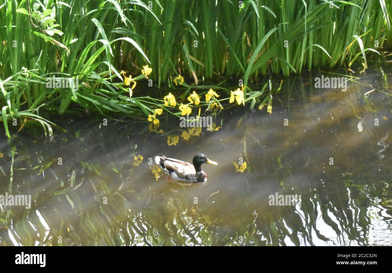 Un canard solitaire flottant calmement sur l'eau entre de grands roseaux verts. Banque D'Images