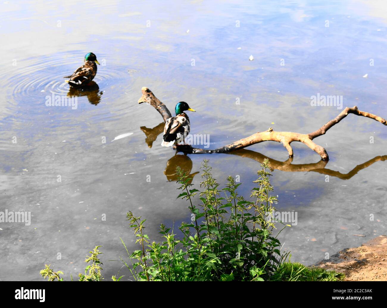 Un sallard assis sur une branche morte tombée dans le loch tandis qu'un autre attend à proximité. Banque D'Images Un sallard assis sur une branche morte tombée dans le loch tandis qu'un autre attend à proximité. Banque D'Images