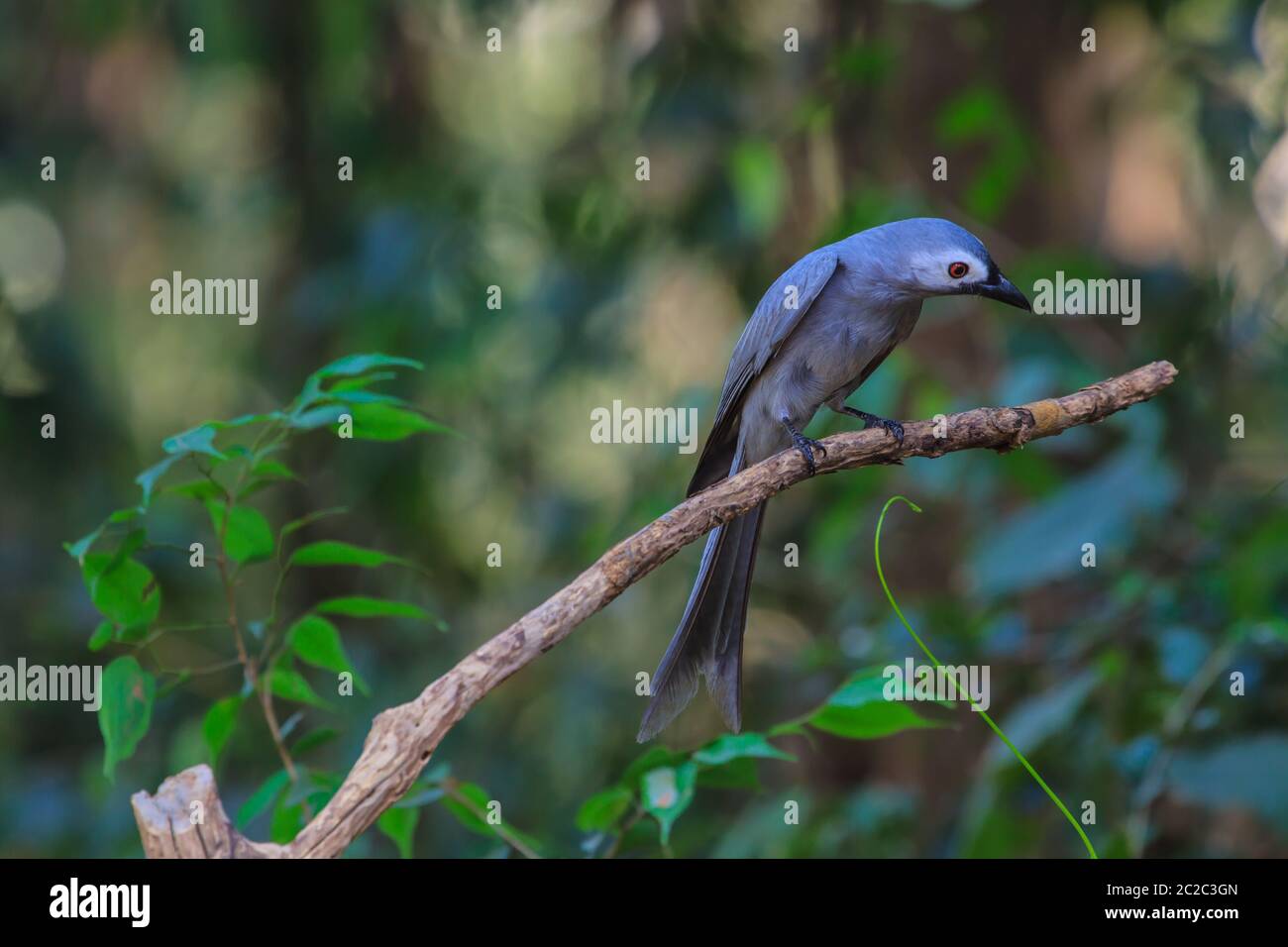 Belle drongo cendré (Dicrurus leucophaeus) perché sur une branche Banque D'Images