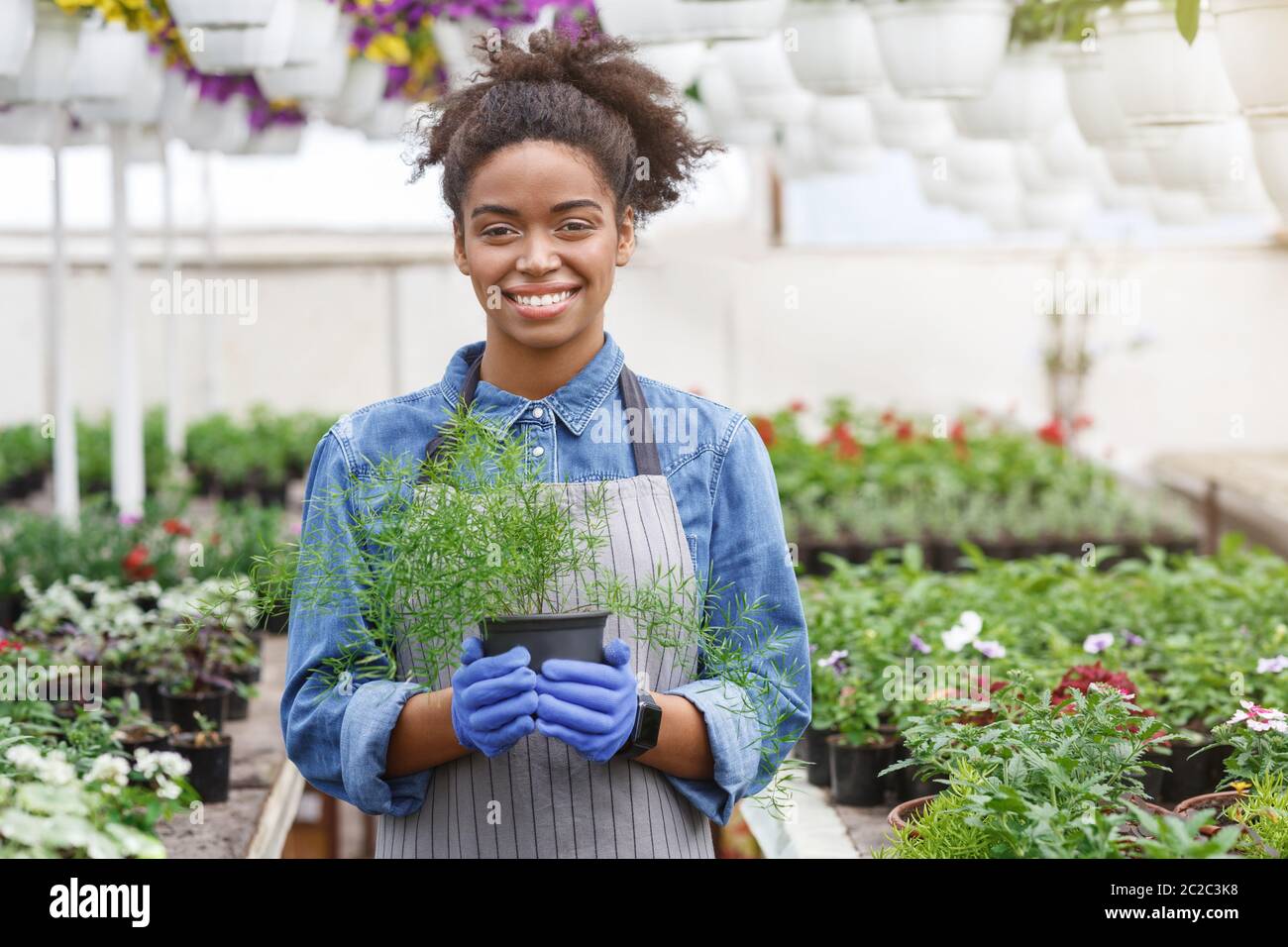 Plantes ornementales en pleine croissance. Une fille afro-américaine tient pot avec plan en serre Banque D'Images