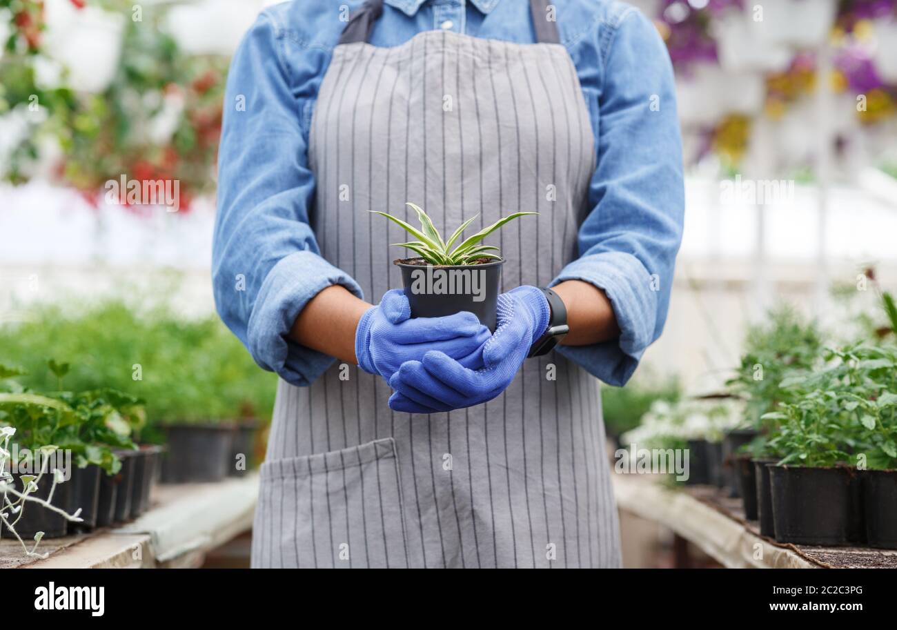 Horticulture et culture de plantes ornementales. Femme dans un tablier tenant pot Banque D'Images