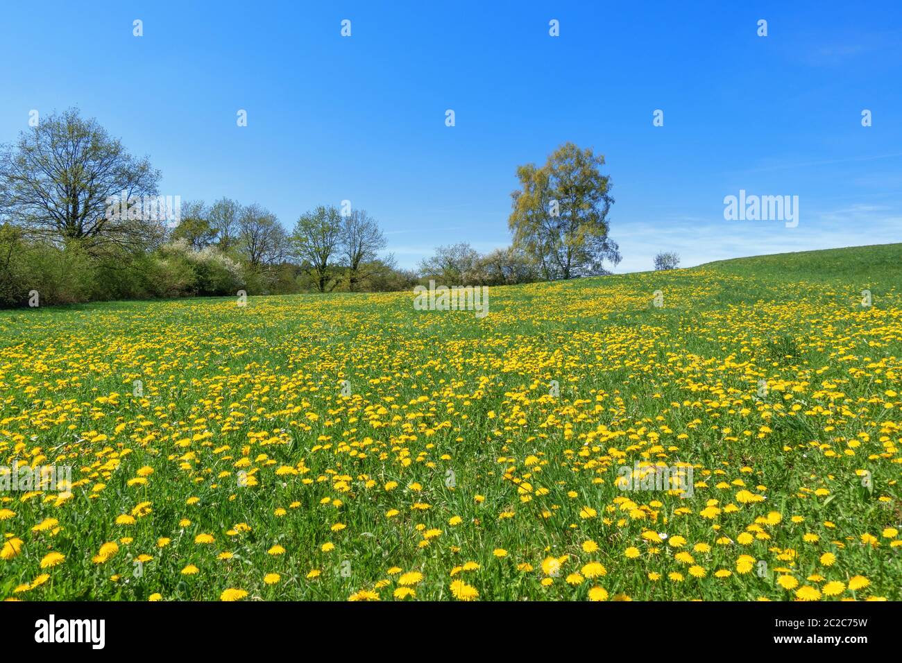 Prairie de fleurs idyllique avec pissenlit jaune en fleurs devant la rangée d'arbres et de buissons au printemps Banque D'Images