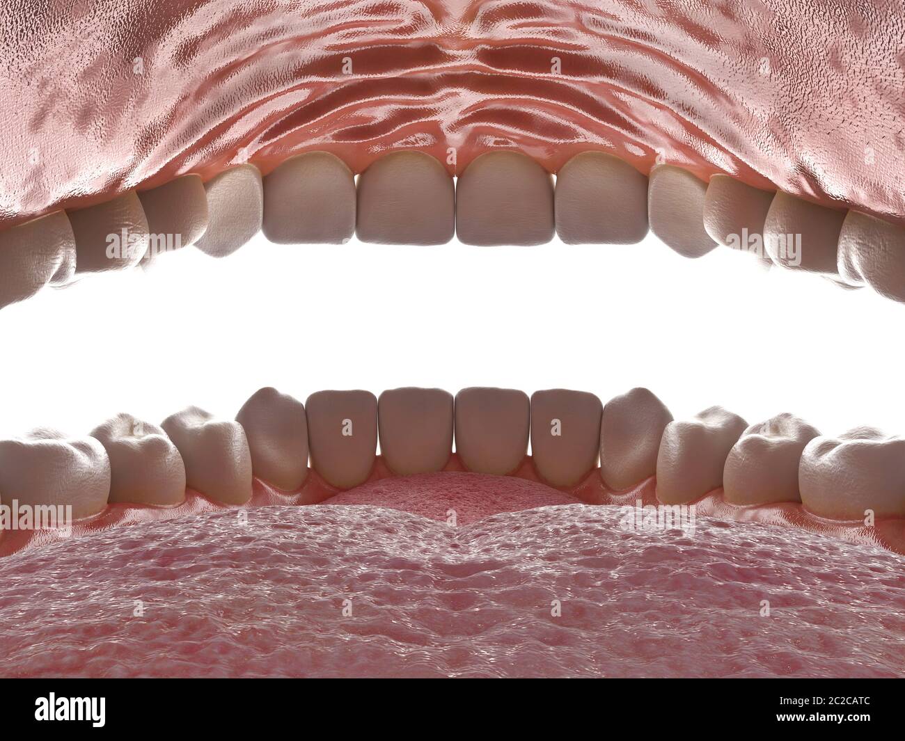 Cavité buccale humaine. À l'intérieur d'une bouche ouverte. Mâchoire avec dents vue intérieure. Des dents saines. Soins dentaires et concept orthodontique. Rendu 3D Banque D'Images