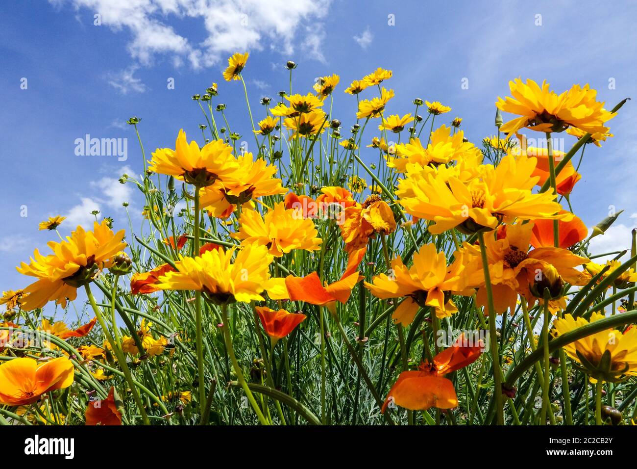 Coreopsis lanceolata Lanceleaf Tickseed Banque D'Images