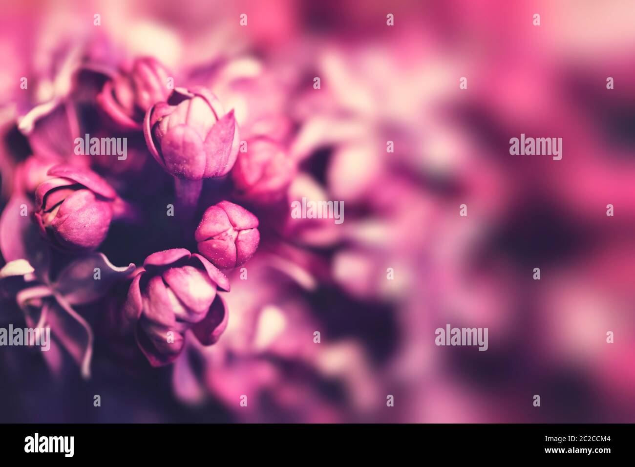 Fleurs lilas pourpre background Banque D'Images