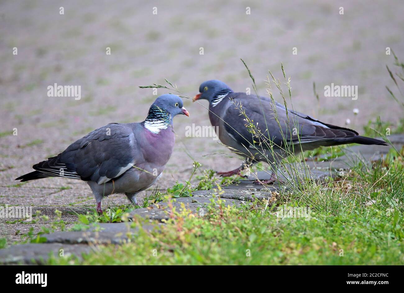 Pigeons annelés Columba palumbus sur le côté de la voie Banque D'Images