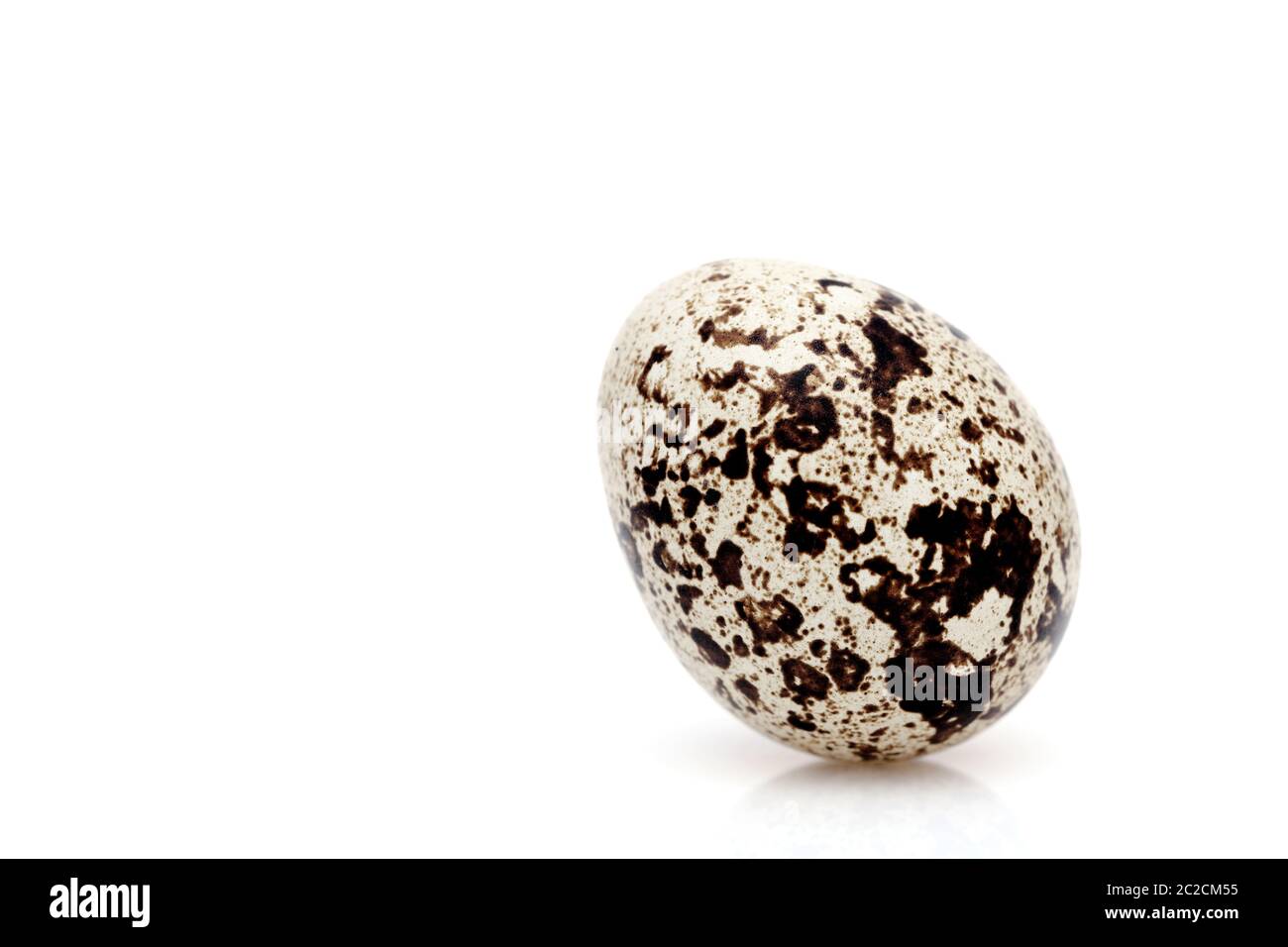 Oeuf de caille debout sur un fond blanc, dans un studio shot Banque D'Images