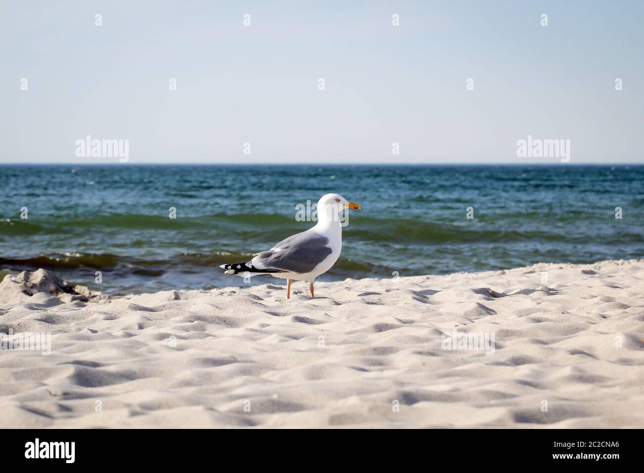 un mouette sur la plage de la mer baltique Banque D'Images