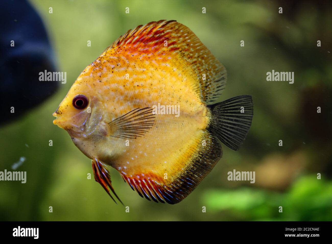 Portrait d'un poisson de discus dans l'aquarium Banque D'Images