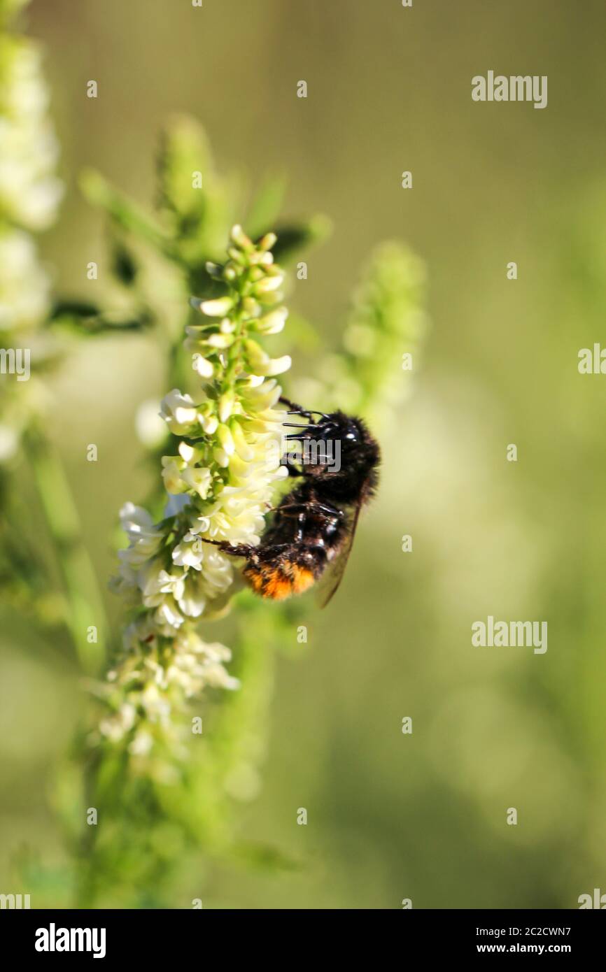 une abeille, une guêpe, une abeille, sur une plante, une fleur - un insecte sur une plante Banque D'Images