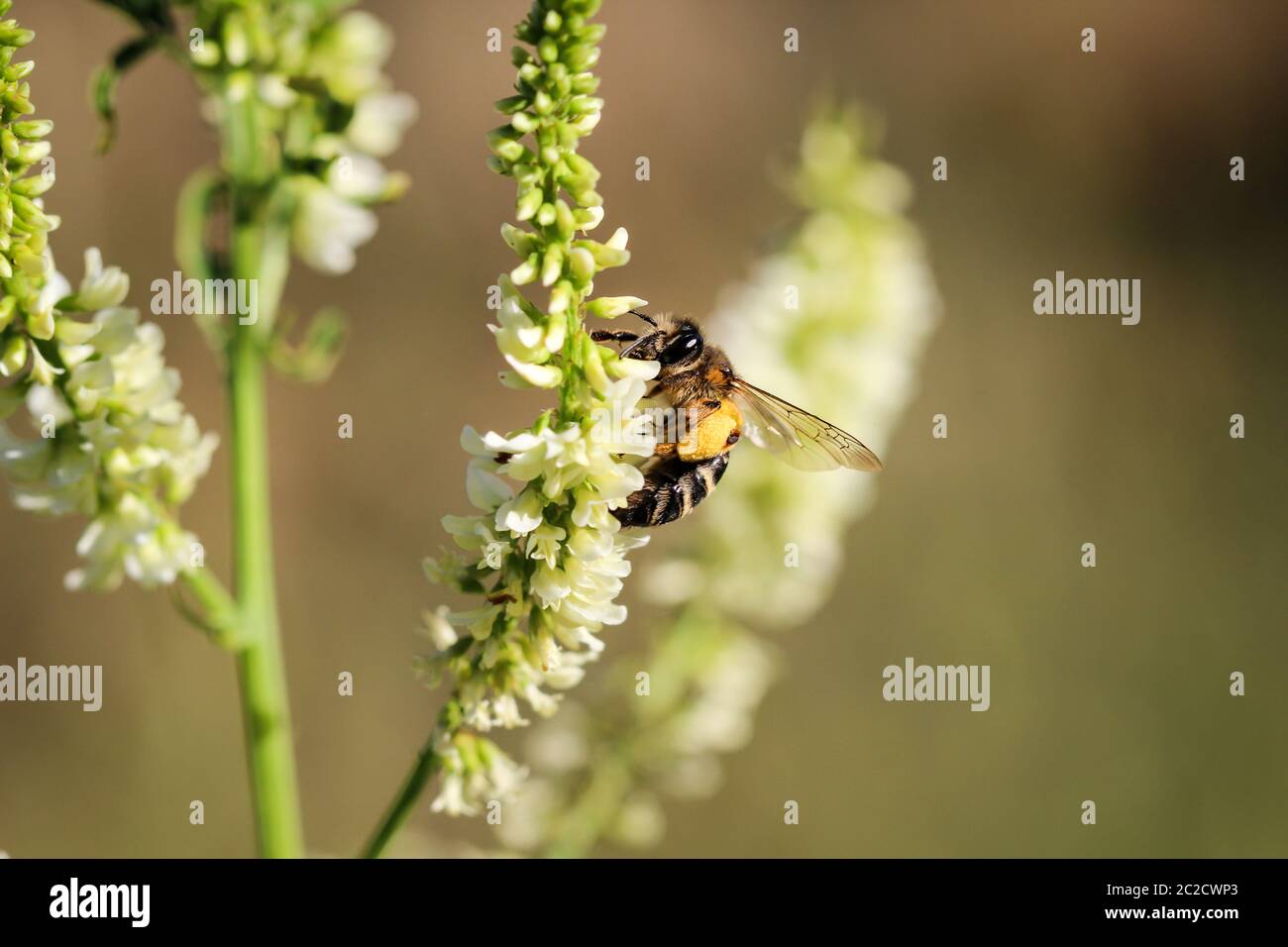 une abeille, une guêpe, une abeille, sur une plante, une fleur - un insecte sur une plante Banque D'Images