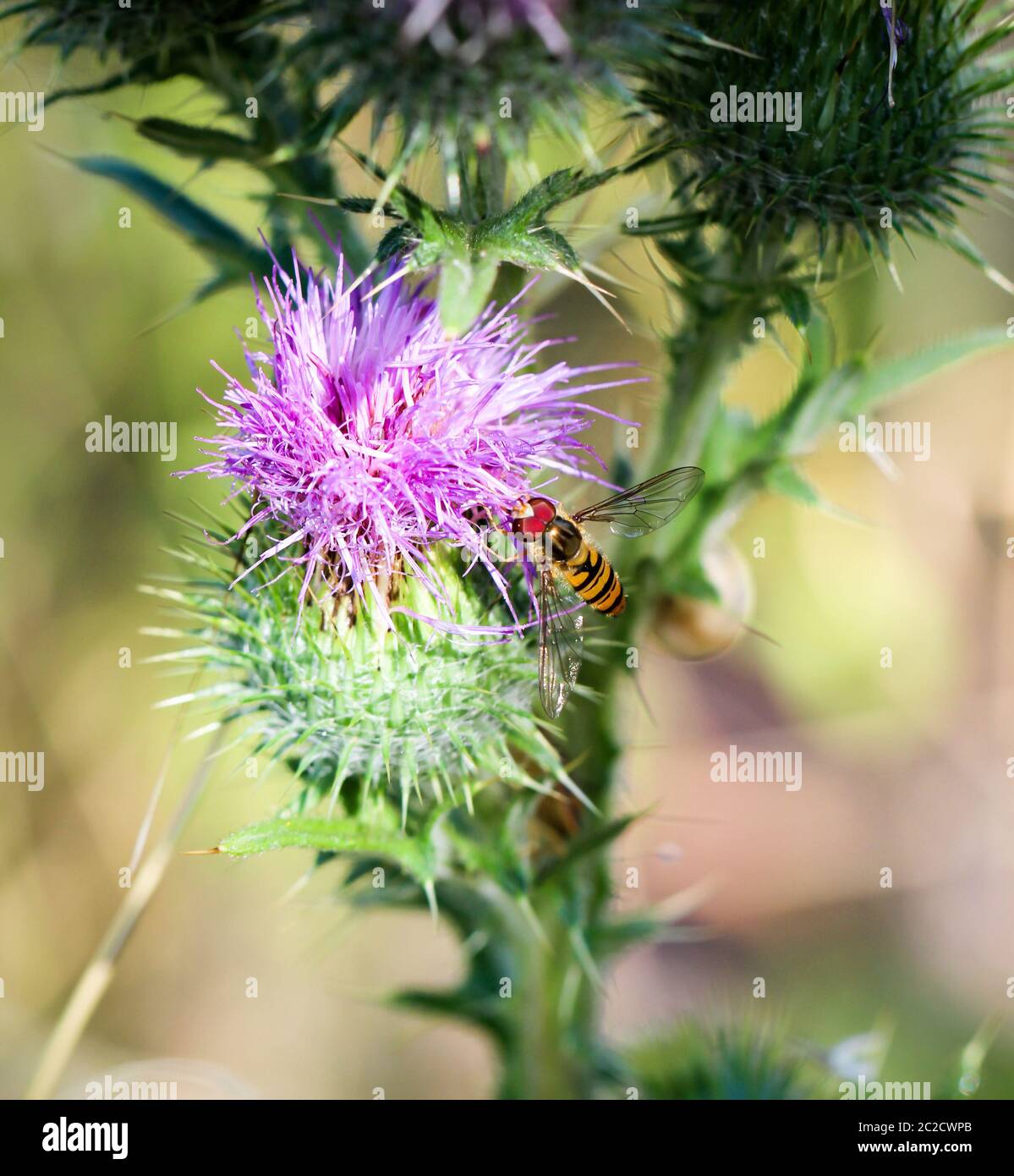 Un vol, survoler une plante. Gros plan, macro Banque D'Images