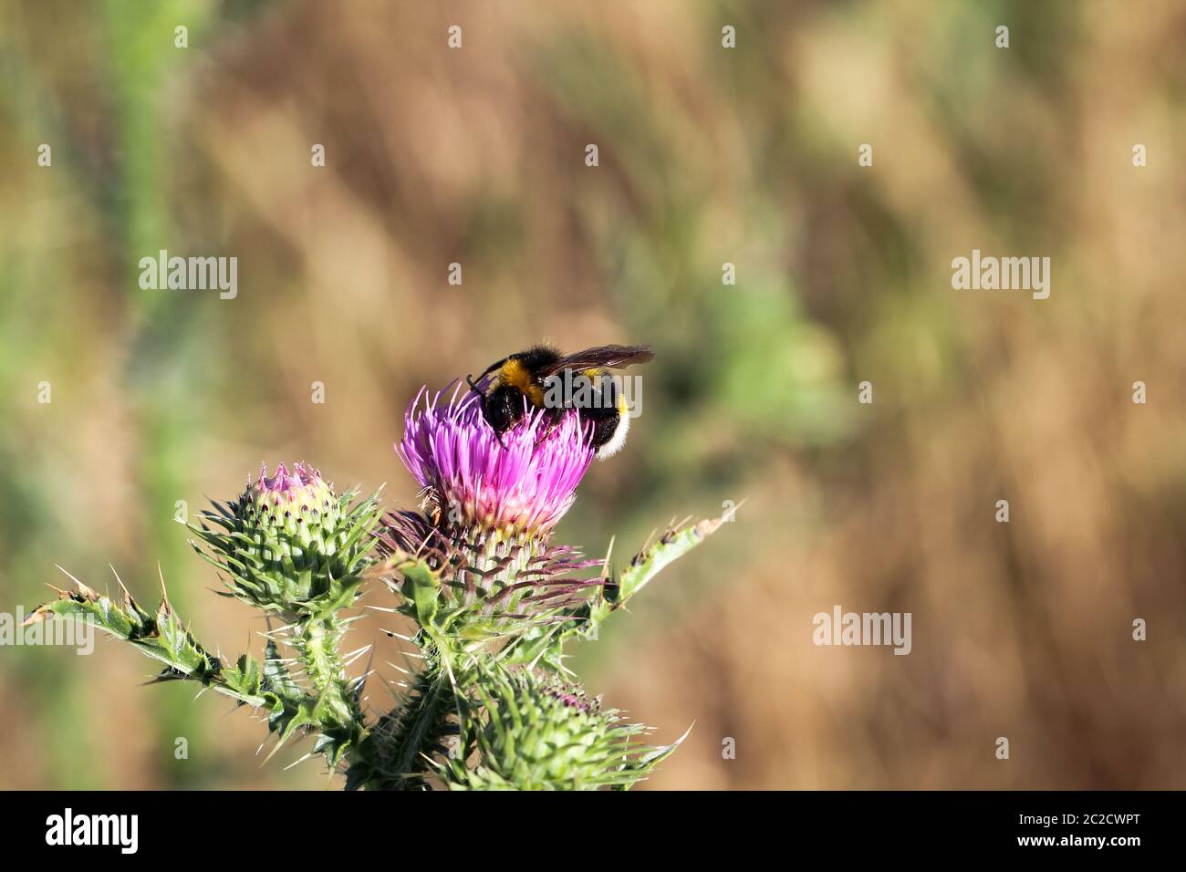 une abeille, une guêpe, une abeille, sur une plante, une fleur - un insecte sur une plante Banque D'Images