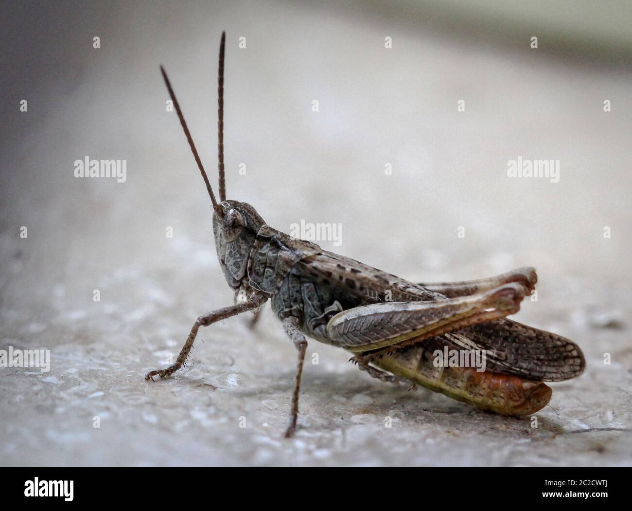 une sauterelle rouge brune assise sur le sable Banque D'Images