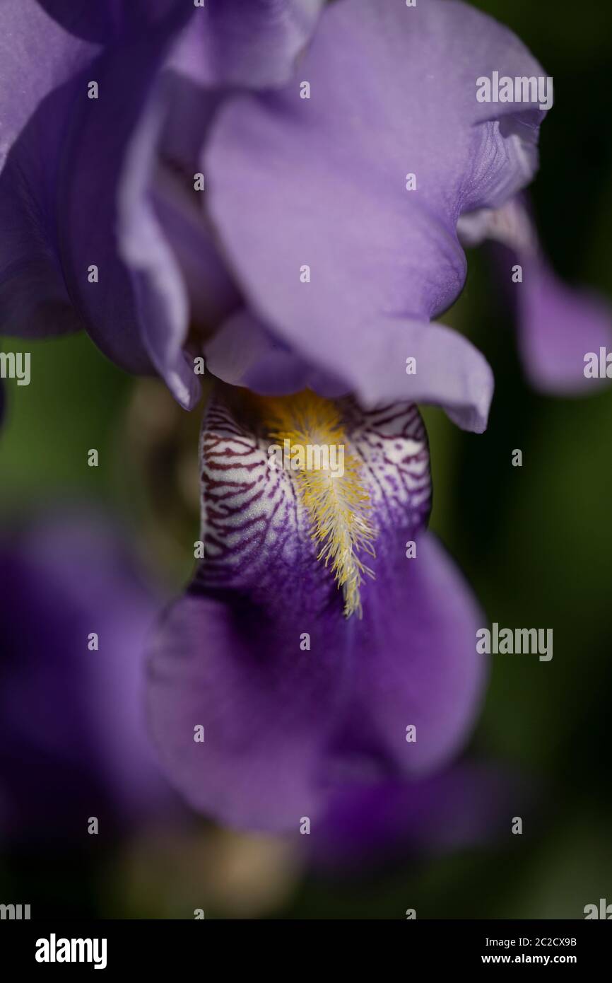 macro de l'iris violet ou de la fleur drapeau bleu Banque D'Images