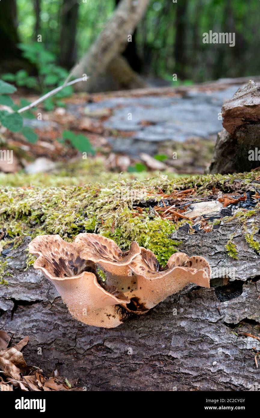 Selle de Dryads Polyporus squamosus poussant sur le bois de hêtre, bois, Gloucestershire Banque D'Images