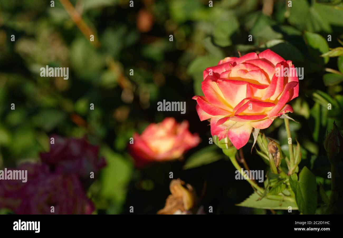 Gros plan d'une rose rose et jaune avec une faible profondeur de champ Banque D'Images