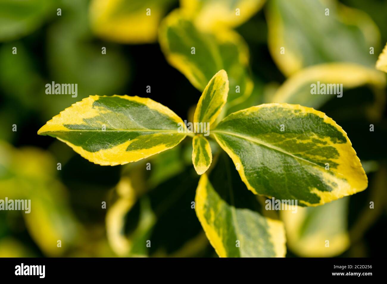 feuilles jaunes et vertes sur un arbuste avec des feuilles ovales pointues Banque D'Images