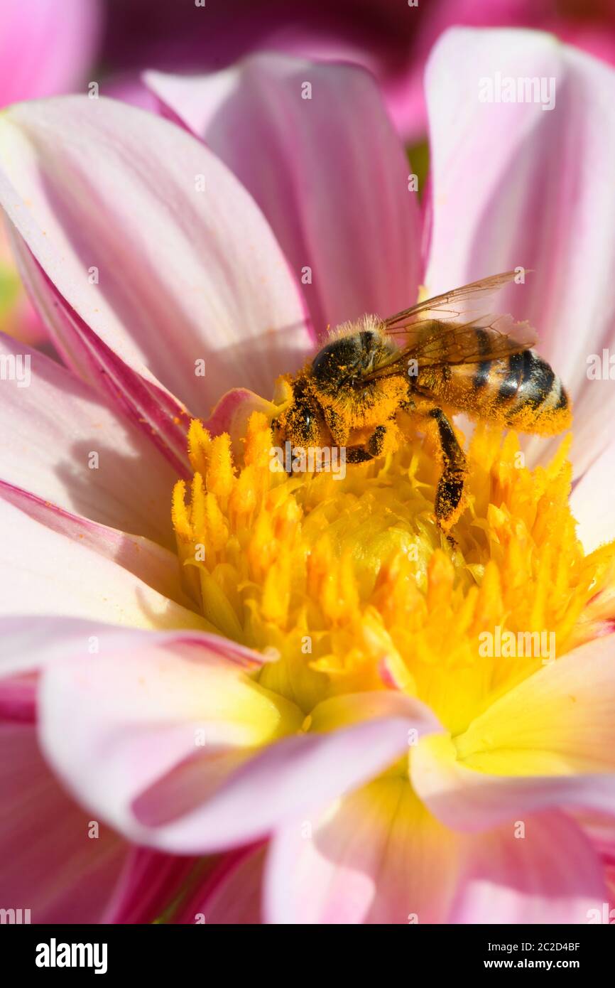 Abeille collectant du pollen de la fleur de Dahlia. Banque D'Images
