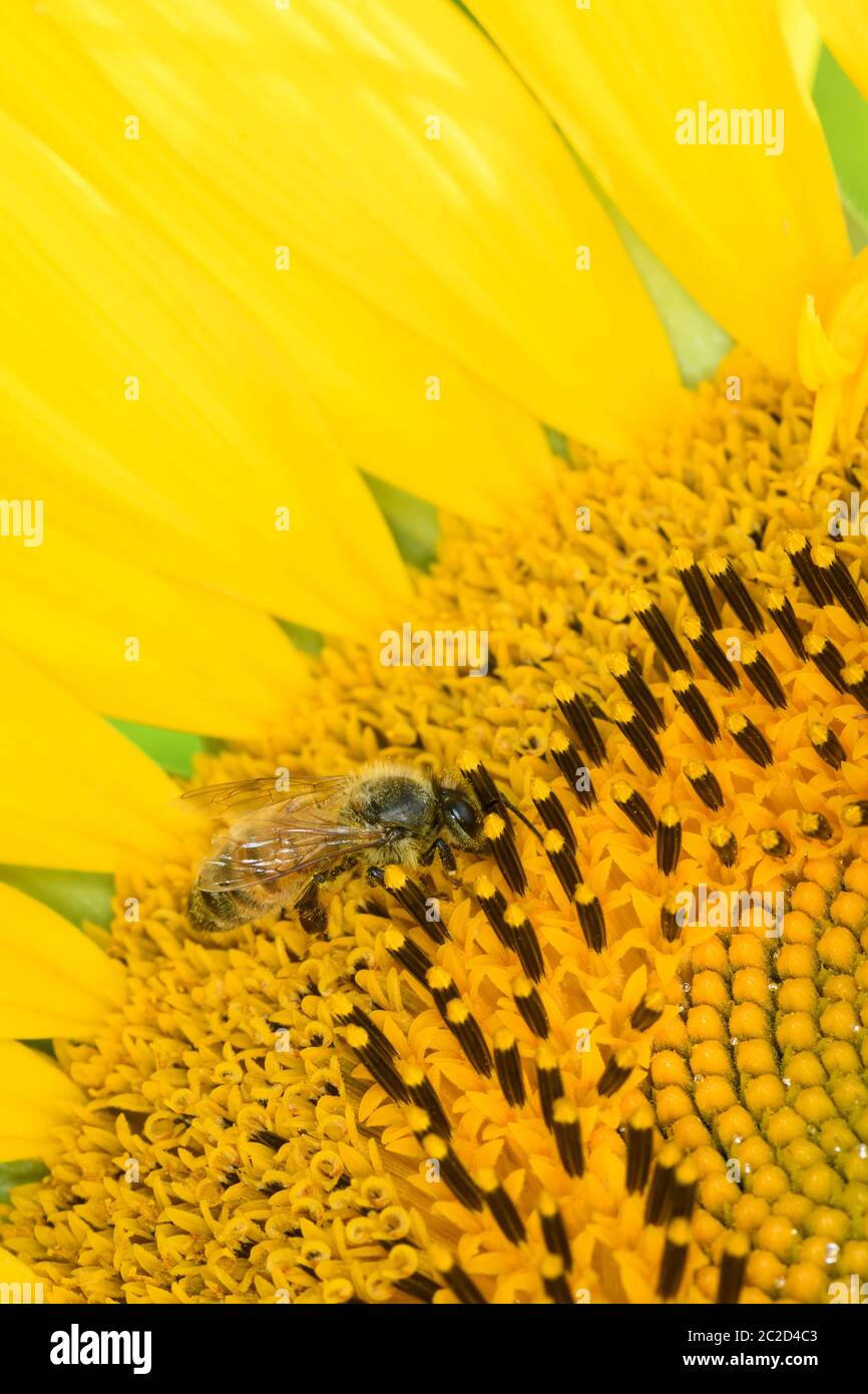 Abeille collectant du pollen de tournesol. Banque D'Images