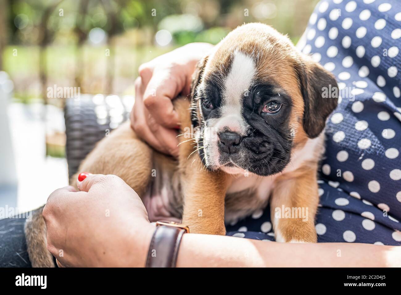 4 semaines jeune chien de boxeur allemand de chiot doré à la purée dans le bras de Womans. Banque D'Images