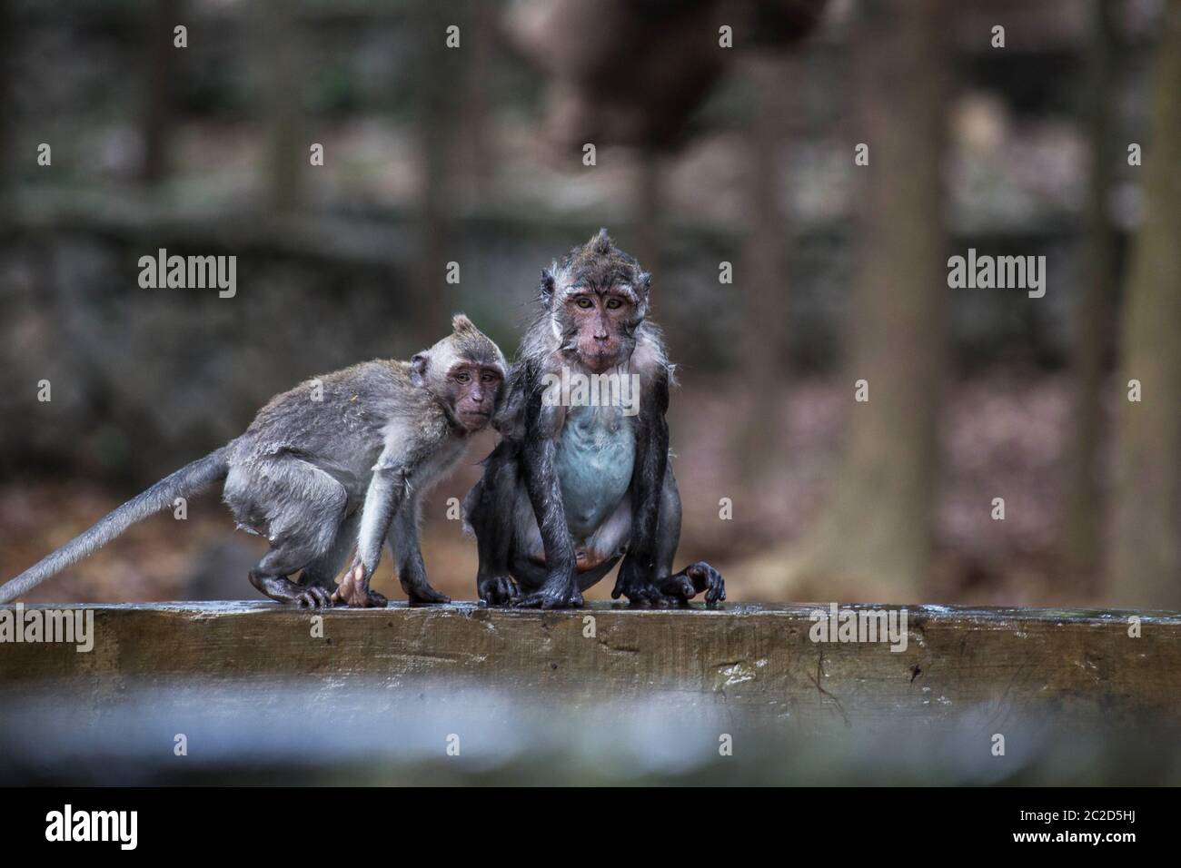 Le singe espiègle humide joue sur la piscine dans la jungle en gros plan Banque D'Images