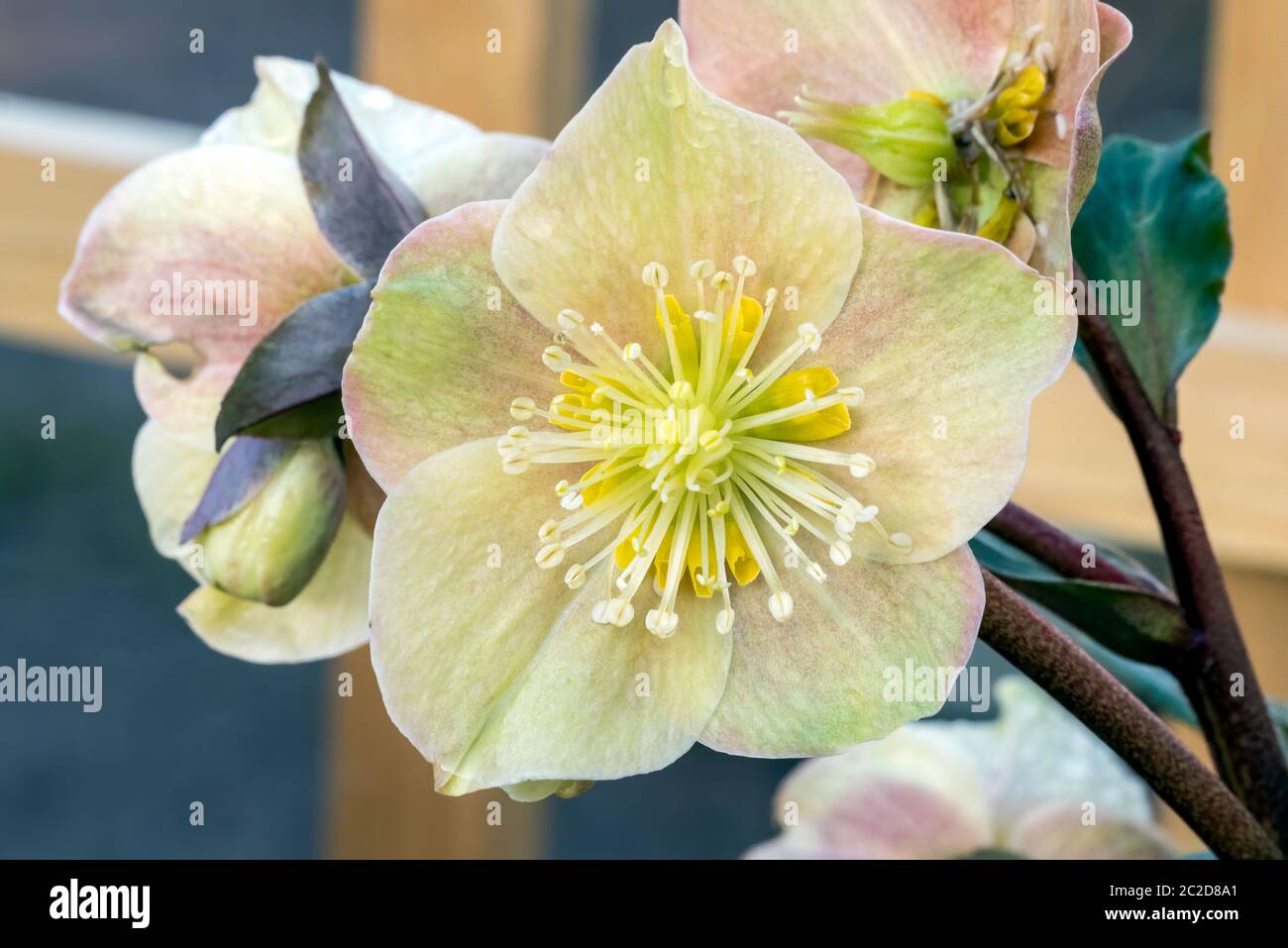 Helleborus x ballardiae 'Cinnamon Snow' plante florale d'hiver Banque D'Images
