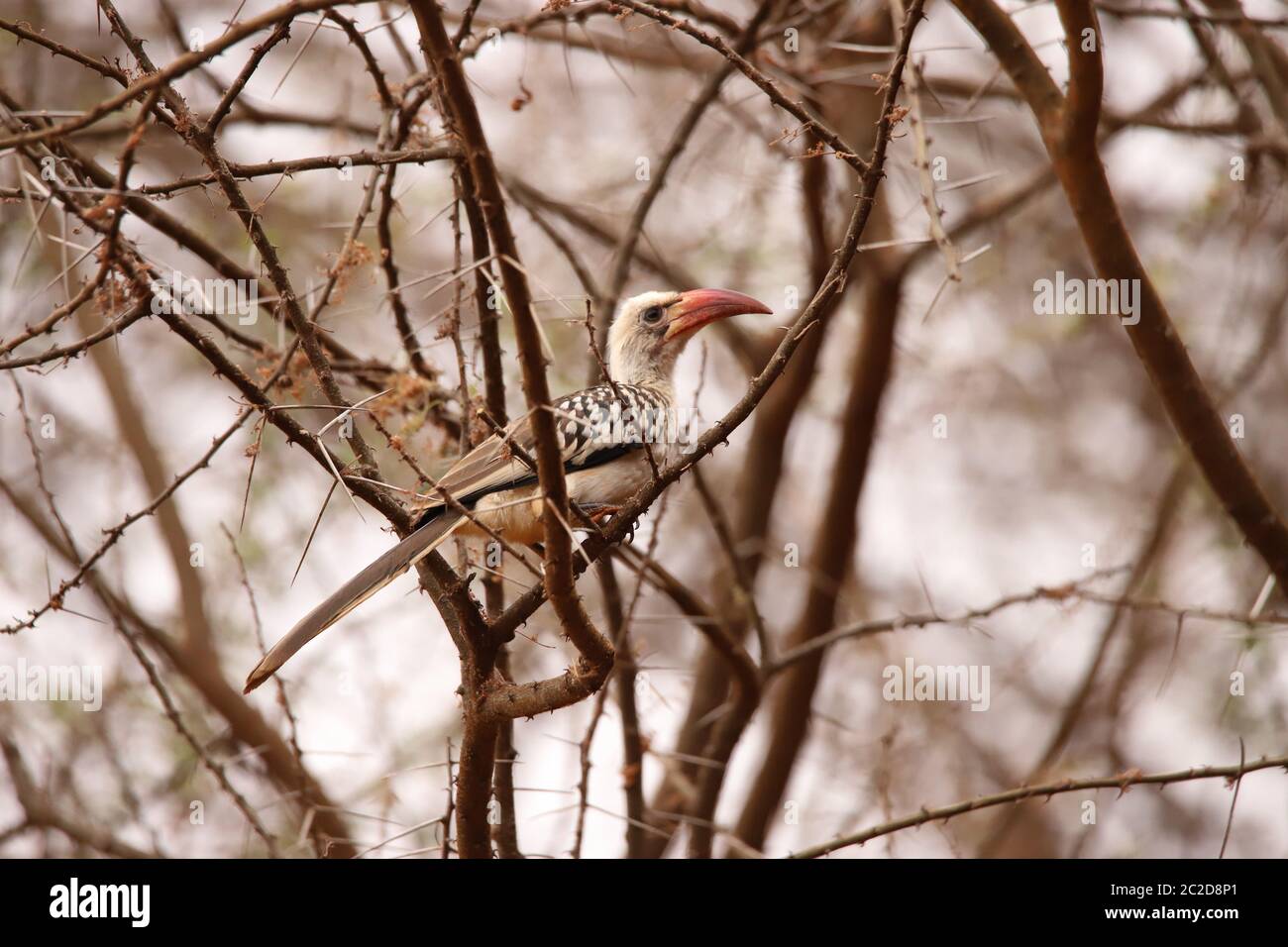 Hornbill à bec rouge dans un gommage au Kenya Banque D'Images