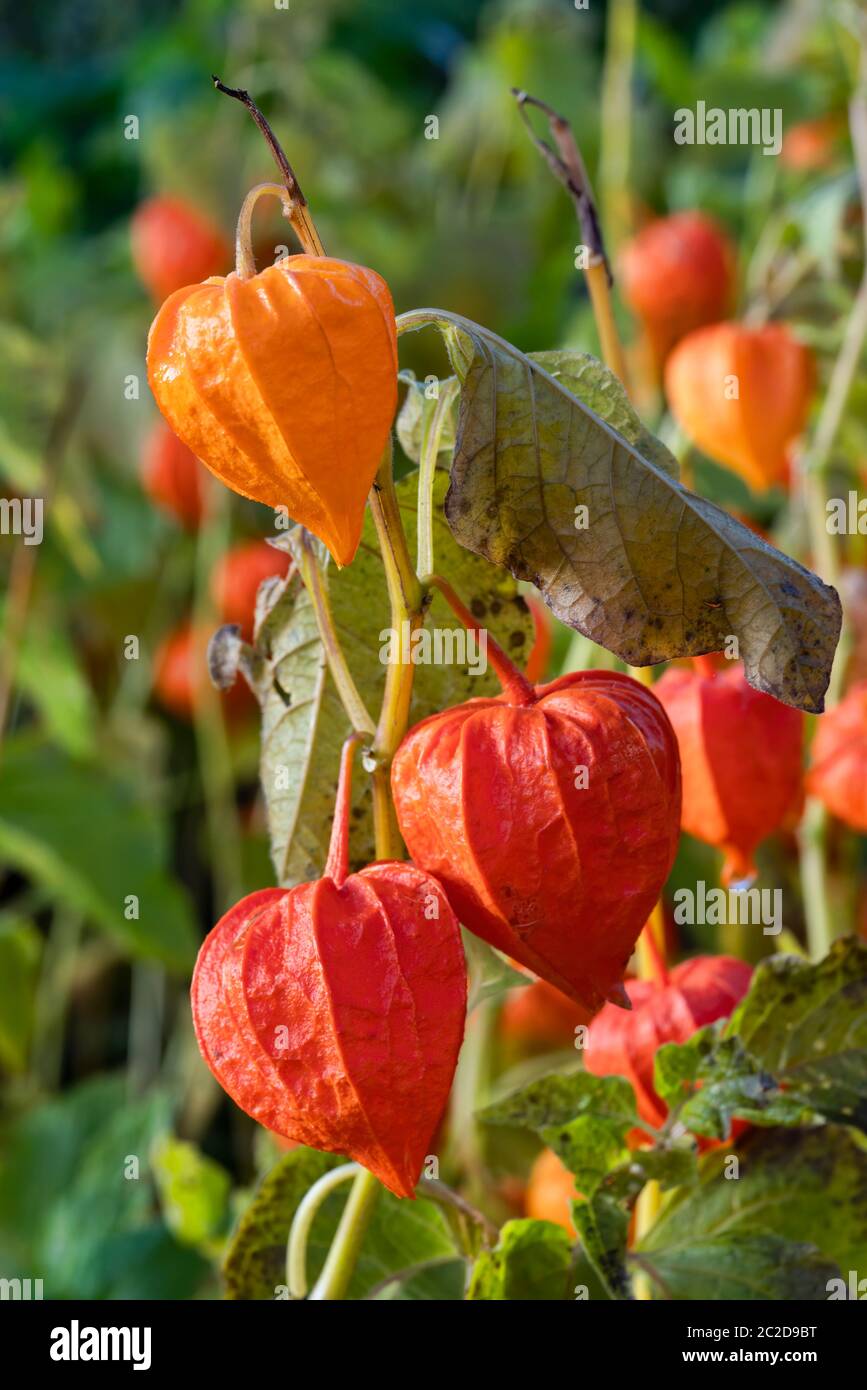 Physalis alkekengi var. Franchetii 'Zwerg' fruit avec husk communément appelé lanterne chinoise Banque D'Images