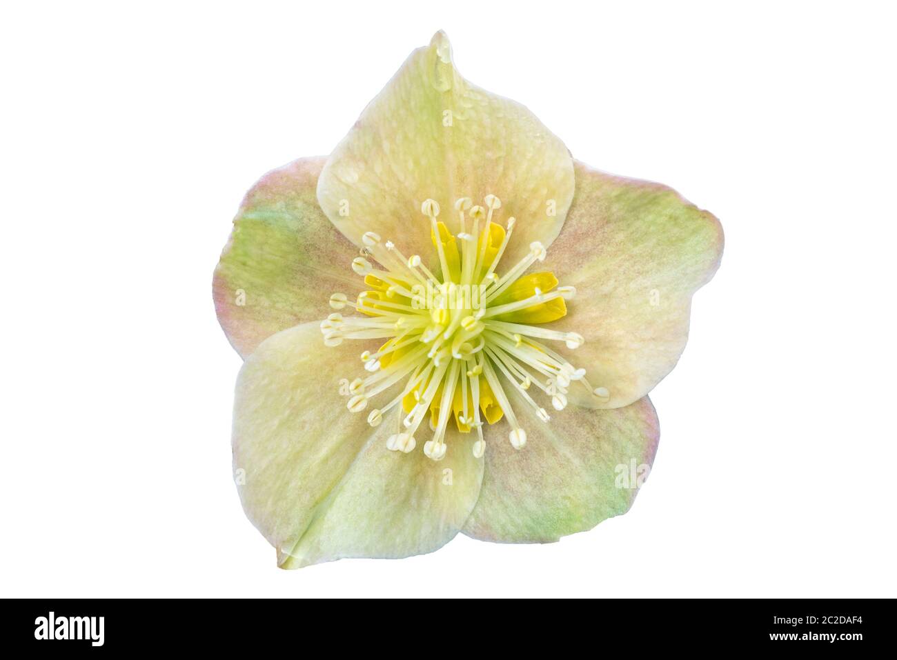 Helleborus x ballardiae 'Cinnamon Snow' plante de printemps d'hiver découpée et isolée sur fond blanc Banque D'Images