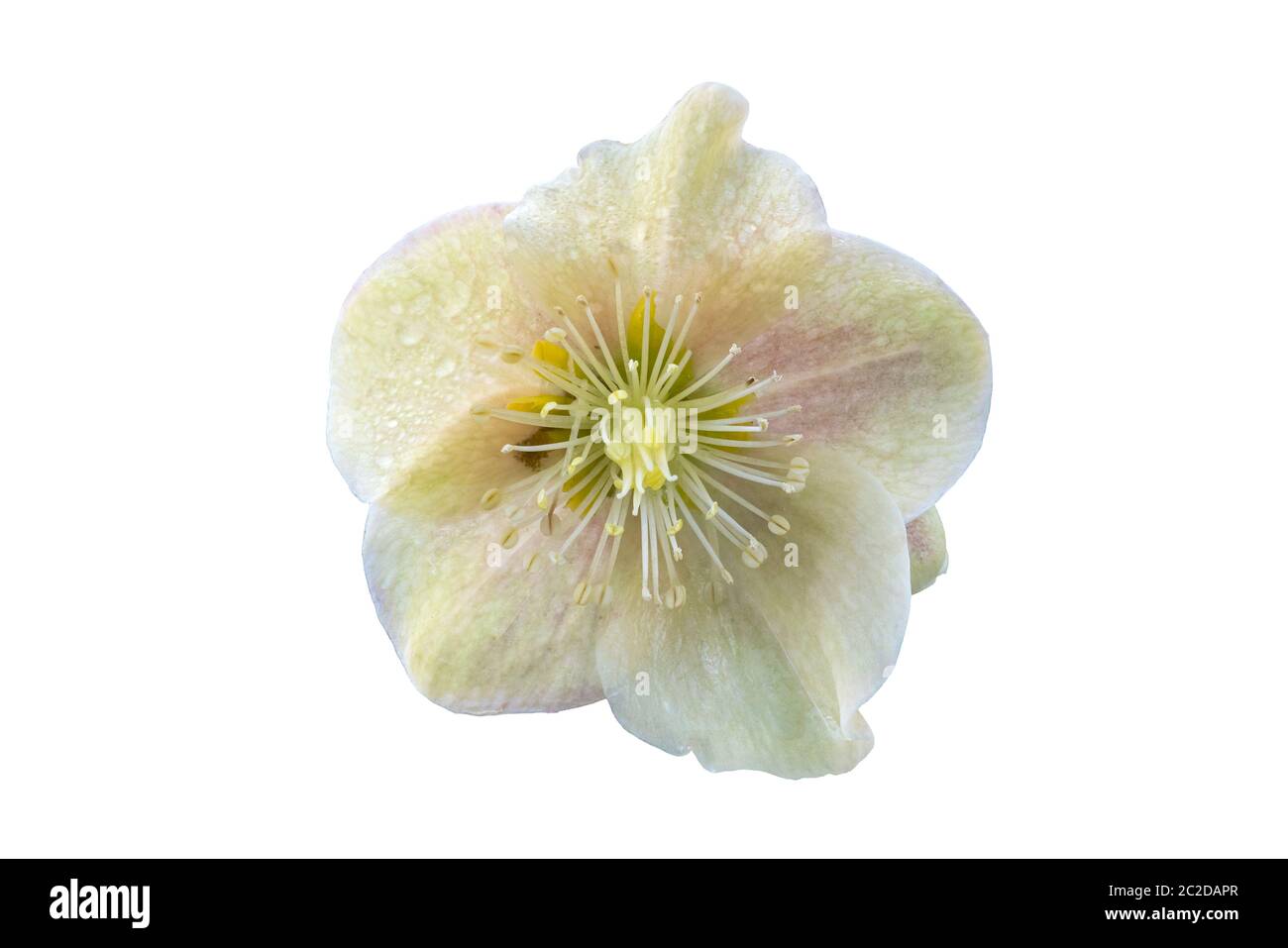 Helleborus x ballardiae 'Cinnamon Snow' plante de printemps d'hiver découpée et isolée sur fond blanc Banque D'Images