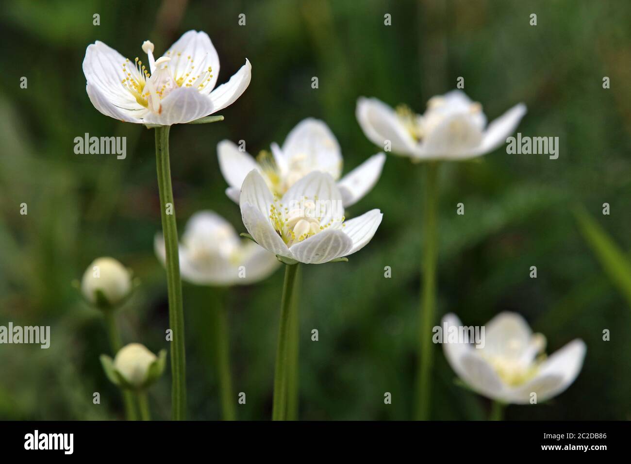 Fleurs Swamp coeur feuille Parnassia palustris Banque D'Images