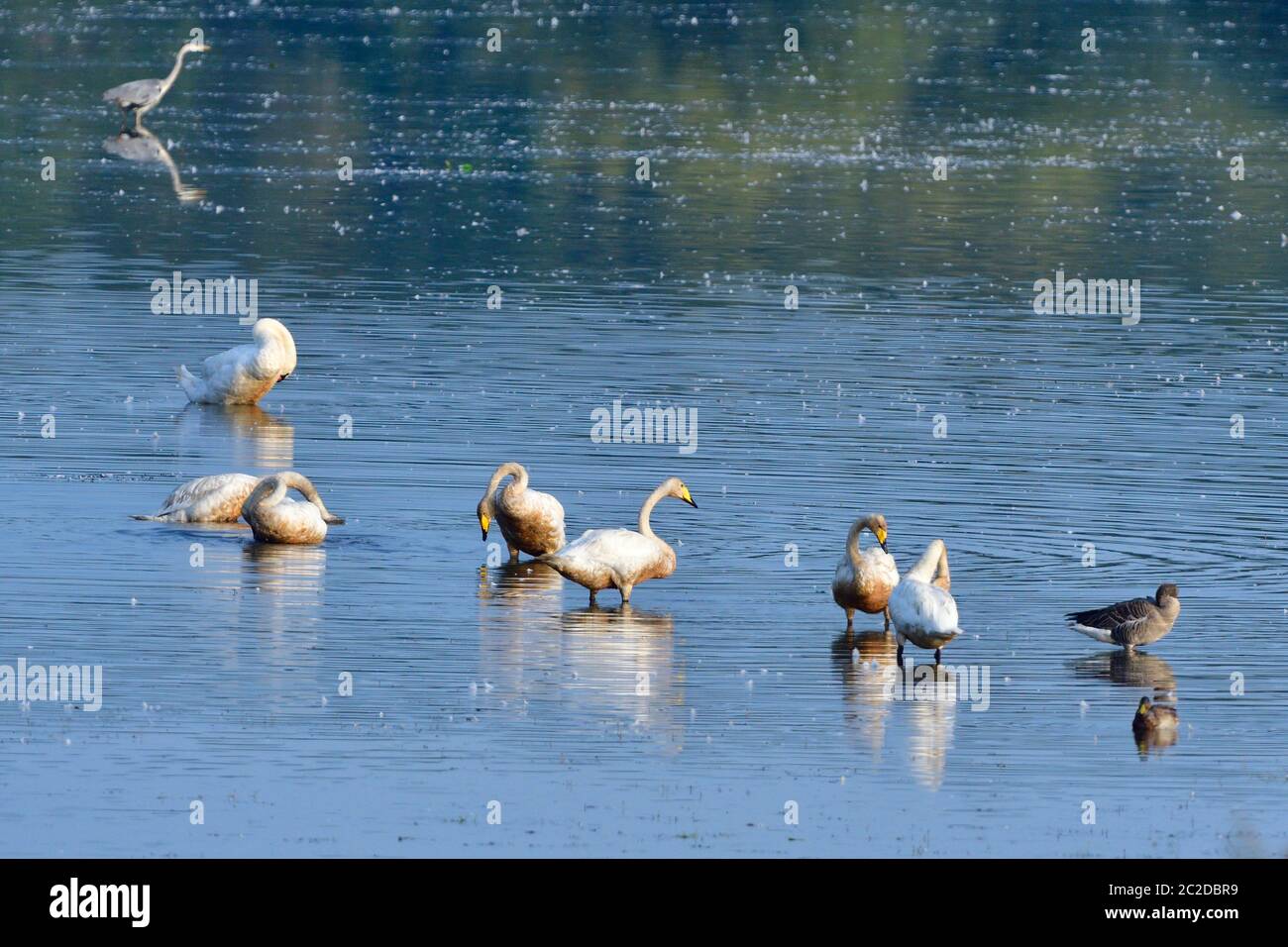 Whooper swans le matin en saxe Banque D'Images