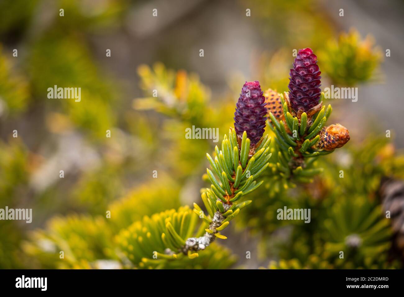 Brindilles et pinecone au printemps Banque D'Images