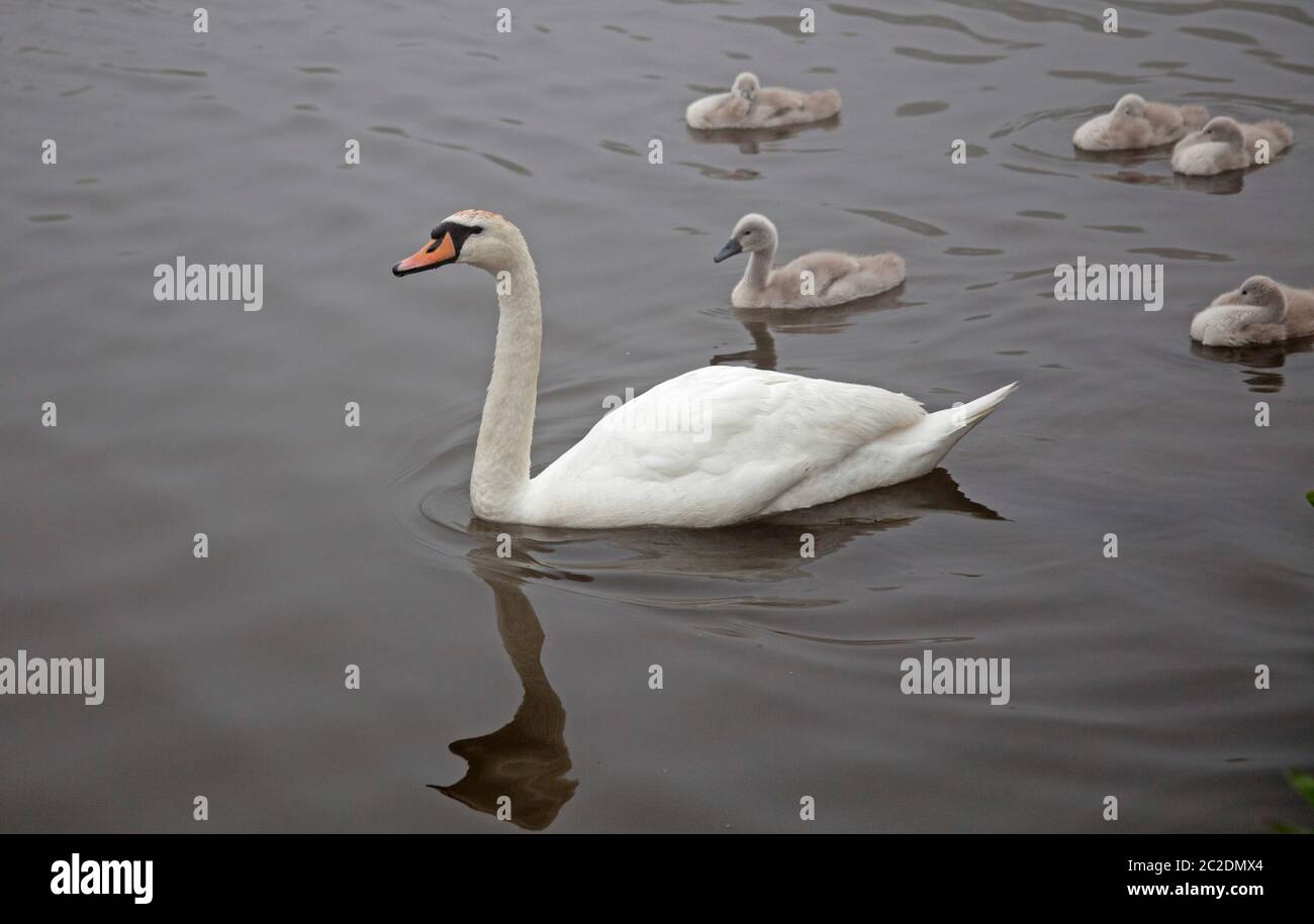 Holyrood Park, Édimbourg, Écosse, Royaume-Uni. 17 juin 2020. Photo : les cygnes muets du Swan et leurs parents se réveillent à un autre matin brumeux, il n'est pas surprenant à l'âge de deux semaines qu'ils soient réticents à se réveiller, heureusement le soleil est apparu à l'heure du déjeuner pour les réchauffer. C'est la première couvée sur ce loch depuis 3 ans, comme les deux années précédentes, les œufs des cygnes ont été volés. Les Rangers du parc historique d'Écosse sont donc ravis d'accueillir cette famille au parc Queens. Banque D'Images