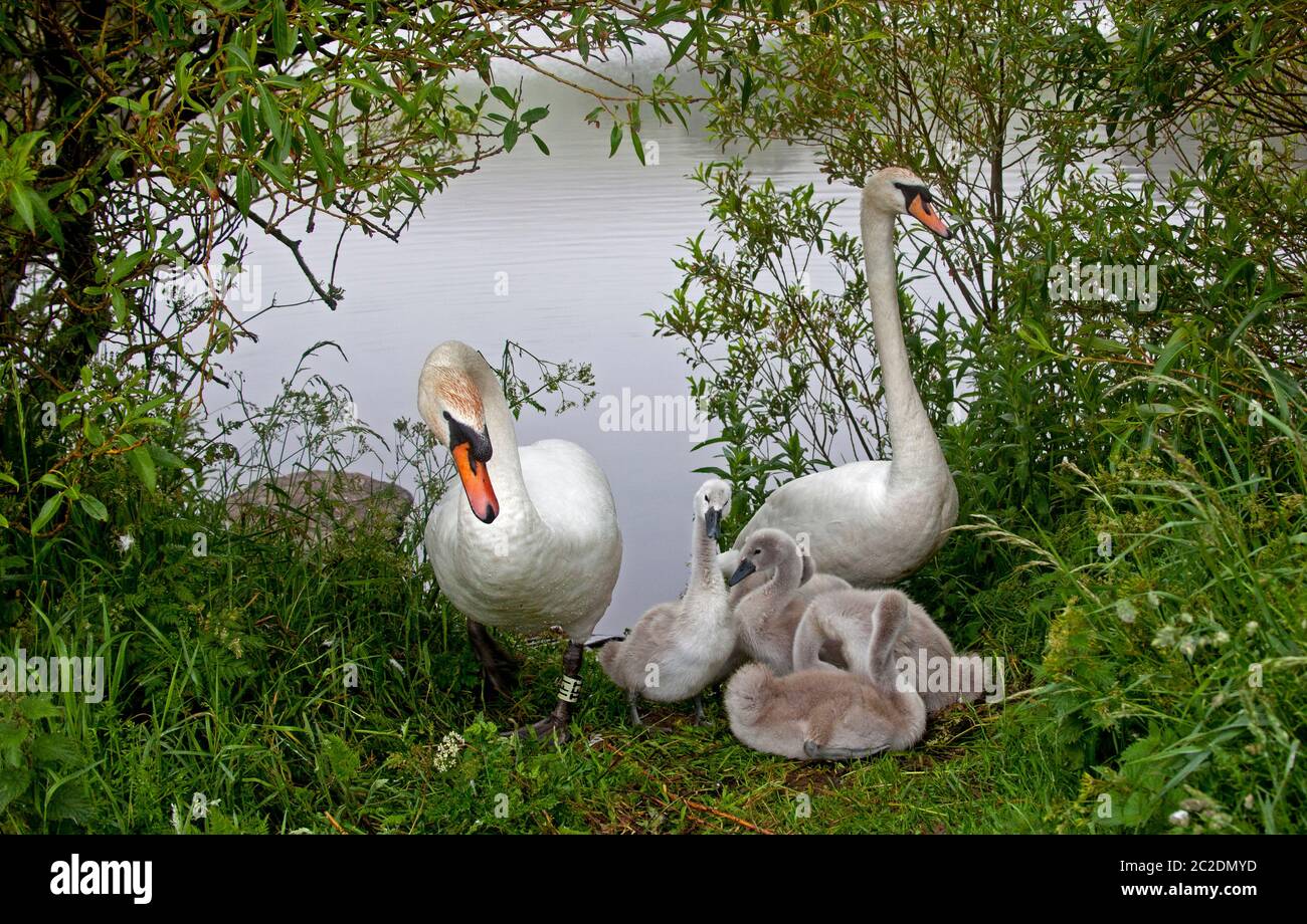 Holyrood Park, Édimbourg, Écosse, Royaume-Uni. 17 juin 2020. Photo : les cygnes muets du Swan et leurs parents se réveillent à un autre matin brumeux, il n'est pas surprenant à l'âge de deux semaines qu'ils soient réticents à se réveiller, heureusement le soleil est apparu à l'heure du déjeuner pour les réchauffer. C'est la première couvée sur ce loch depuis 3 ans, comme les deux années précédentes, les œufs des cygnes ont été volés. Les Rangers du parc historique d'Écosse sont donc ravis d'accueillir cette famille au parc Queens. Banque D'Images