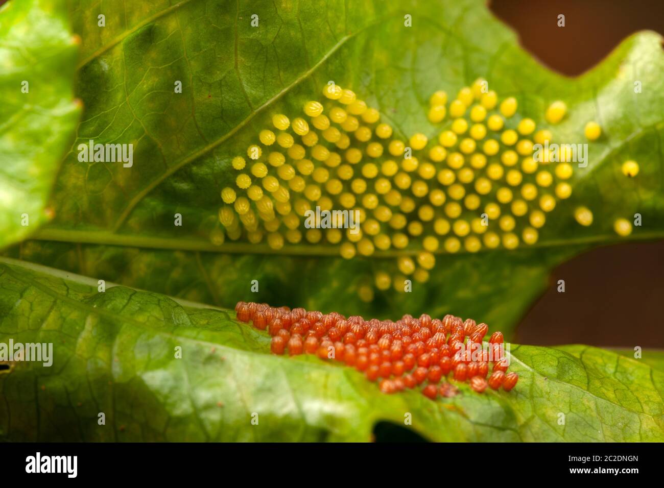 Oeufs de chenille Banque de photographies et d’images à haute résolution Alamy